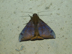 Ophisma tropicalis