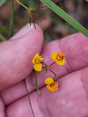Daviesia wyattiana