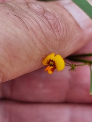Daviesia wyattiana
