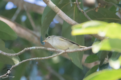 Phylloscopus plumbeitarsus