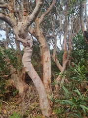 Angophora costata