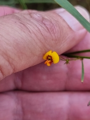 Daviesia wyattiana