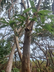 Angophora costata