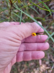 Daviesia wyattiana