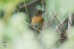 Cyornis whitei