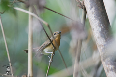 Cyornis whitei