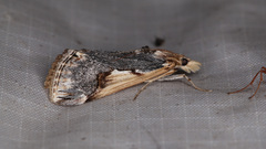 Loxostege albiceralis