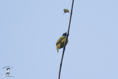 Brachypodius melanocephalos