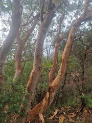 Angophora costata