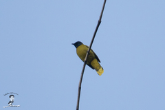 Brachypodius melanocephalos