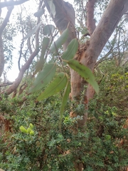 Angophora costata