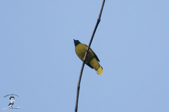 Brachypodius melanocephalos