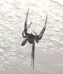 Latrodectus geometricus