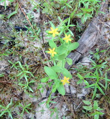 Hypericum gymnanthum