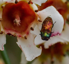 Diphucrania
