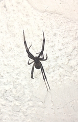 Latrodectus geometricus