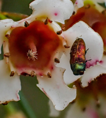 Diphucrania