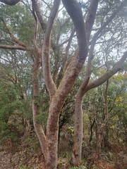 Angophora costata