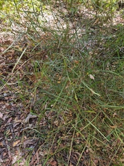 Daviesia wyattiana