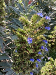 Echium candicans