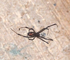 Latrodectus geometricus