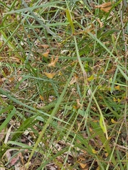 Daviesia wyattiana