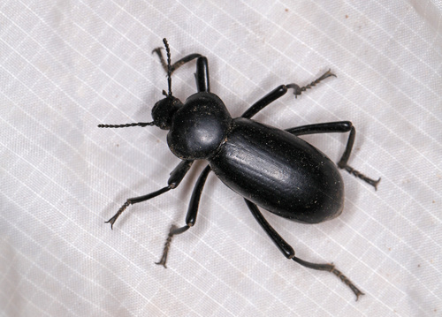 Eleodes grandicollis