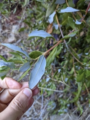 Garrya elliptica