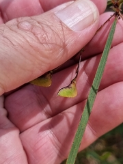 Daviesia wyattiana
