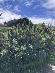 Echium candicans