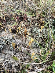Veronica verna