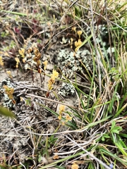 Veronica verna