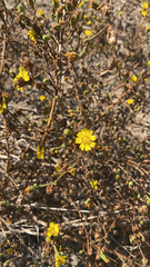 Deinandra paniculata