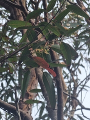 Angophora costata