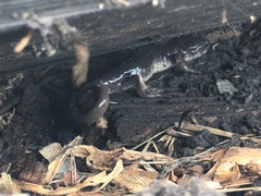 Aneides lugubris