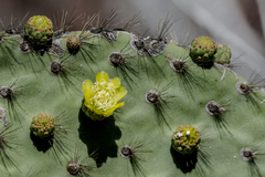 Opuntia galapageia