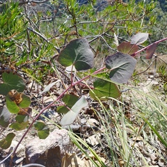 Roldana sessilifolia