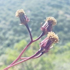 Roldana sessilifolia