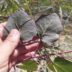 Roldana sessilifolia