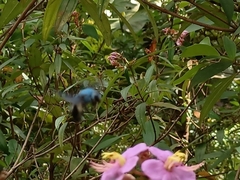 Xylocopa caerulea