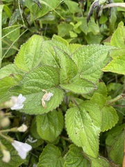 Equilabium laxiflorum