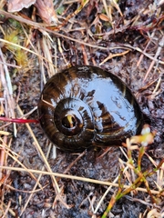 Powelliphanta