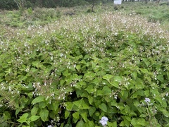 Equilabium laxiflorum