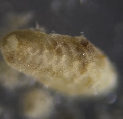 Bolivina subaenariensis