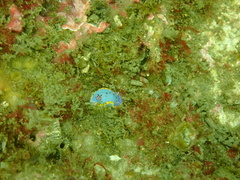 Hypselodoris bennetti