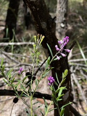 Comesperma ericinum