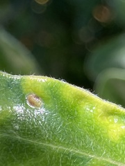 Pittosporum crassifolium