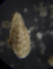 Bolivina subaenariensis