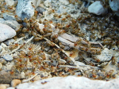 Tenuirostritermes