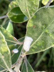 Pittosporum crassifolium